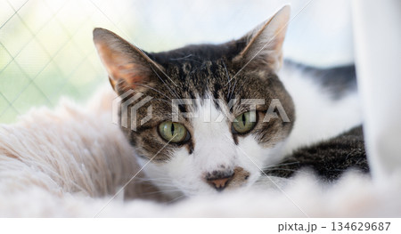 窓辺でくつろぐ可愛い猫 キジトラ猫 窓辺でくつろぐ可愛い猫 キジトラ猫 134629687