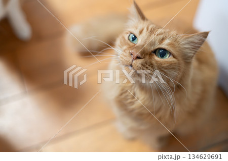 座って見上げる可愛い猫　茶トラ猫 134629691