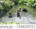 池で泳ぐカルガモの親子 134629721