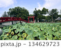 蓮の池から見える鳥居 134629723