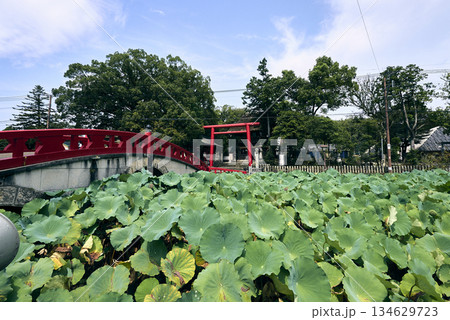 蓮の池から見える鳥居 蓮の池から見える鳥居 134629723
