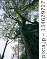 下から見上げた大木 134629727