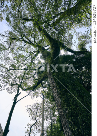 下から見上げた大木 下から見上げた大木 134629727