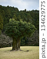 大きな木 134629775