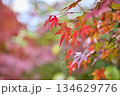 真っ赤な紅葉 134629776