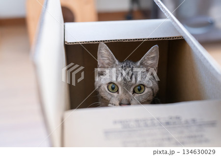 段ボール箱に入っている可愛い猫 サバトラ猫 段ボール箱に入っている可愛い猫 サバトラ猫 134630029