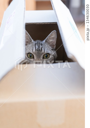 段ボール箱に入っている可愛い猫 サバトラ猫 段ボール箱に入っている可愛い猫 サバトラ猫 134630030