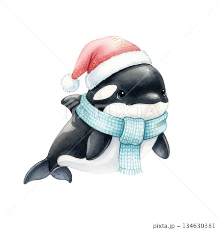 Cute watercolor orca killer whale wearing pink Santa hat and blue scarf. Hand drawn winter holiday marine mammal illustration isolated on white background. 134630381