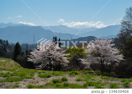 のどかな田舎に咲く満開の桜 のどかな田舎に咲く満開の桜 134630408