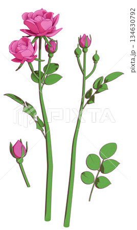 対のピンクダブルノックアウトローズのボタニカルイラスト 134630792