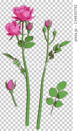 対のピンクダブルノックアウトローズのボタニカルイラスト 134630792