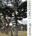 松の日本庭園 134630993
