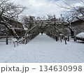 雪の五稜郭公園と冬囲い 134630998