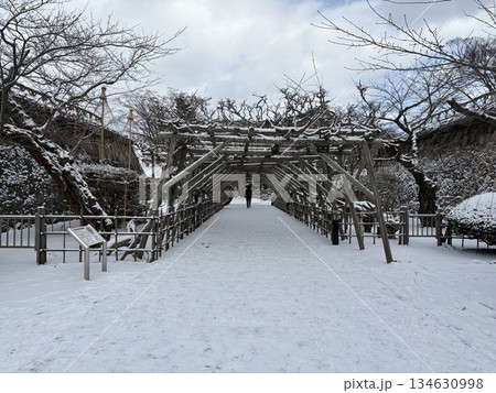 雪の五稜郭公園と冬囲い 134630998