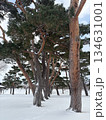 雪と赤松 134631001