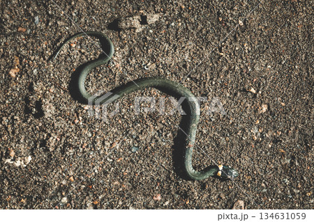 Top view of a wild snake camouflaged on a sandy gravel surface. Already snake. Snake in the wild. 134631059