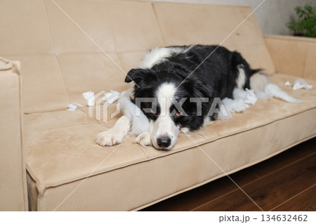 Naughty playful puppy dog border collie after mischief biting paper lying on couch at home. Guilty dog and destroyed living room. Damage messy home and puppy with funny guilty look 134632462