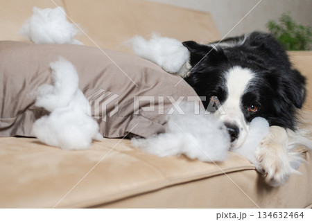 Naughty playful puppy dog border collie after mischief biting pillow lying on couch at home. Guilty dog and destroyed living room. Damage messy home and puppy with funny guilty look 134632464