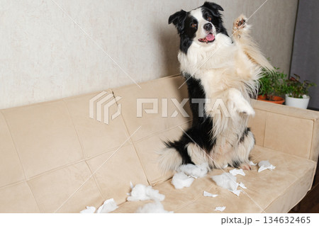 Naughty playful puppy dog border collie after mischief biting paper sitting on couch at home. Guilty dog and destroyed living room. Damage messy home and puppy with funny guilty look 134632465