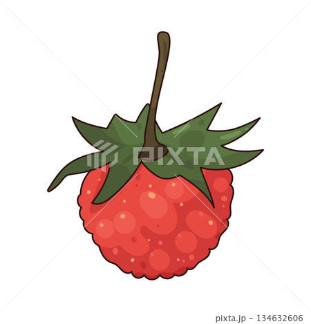 illustration of Wild Strawberry 134632606
