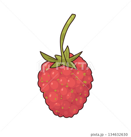 illustration of Wild Raspberryのイラスト素材 [134632630] - PIXTA