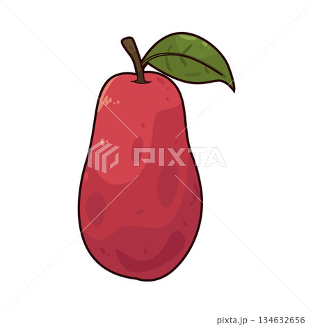 illustration of Mountain Apple illustration of Mountain Apple 134632656