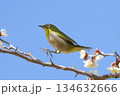 ウメの枝を飛び移るメジロ 134632666