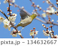 ウメの枝から飛び立つ直前のメジロ 134632667