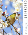 満開のウメの枝にとまるメジロ 134632669