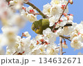 梅の花の間から睨みを利かすメジロ 134632671