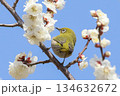 梅の蜜を吸うメジロ 134632672