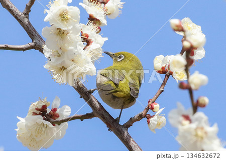 梅の蜜を吸うメジロ 梅の蜜を吸うメジロ 134632672