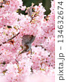 満開の河津桜に囲まれたヒヨドリ 134632674
