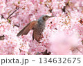 満開の桜の中のヒヨドリ 134632675
