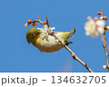 ウメの蜜を吸うメジロ 134632705