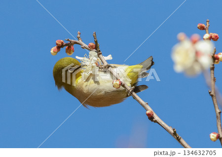 ウメの蜜を吸うメジロ ウメの蜜を吸うメジロ 134632705