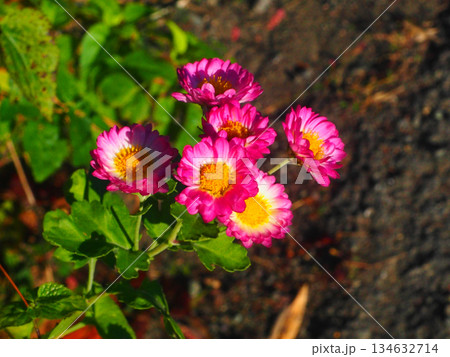 秋の日差しを浴びた赤いノジギク（道端に咲いた野路菊の花々） 134632714