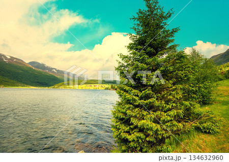 View of the fjord on a sunny day. Spruce on the shore of the fjord. Beautiful nature of Norway View of the fjord on a sunny day. Spruce on the shore of the fjord. Beautiful nature of Norway 134632960