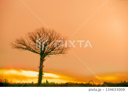 Morning in the countryside. Trees without leaves in early spring 134633009