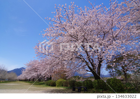 御在所岳と桜並木《三重県 三重郡 菰野町》 134633022