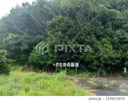 新緑に包まれた参道　三重県　伊勢志摩 134633034