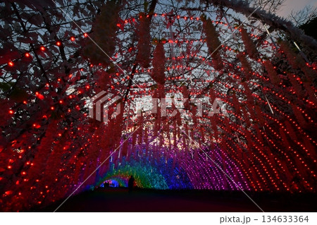 富士山に近い時之栖イルミネーション(光のトンネル) 134633364