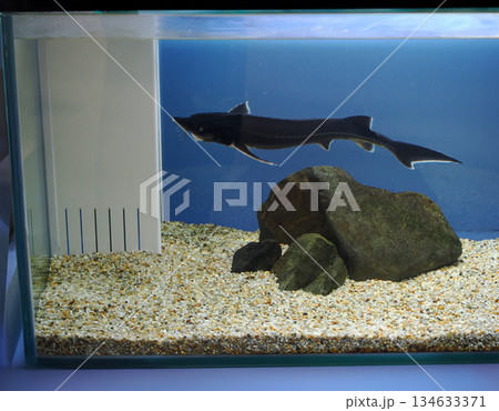 チョウザメのいる風景 134633371