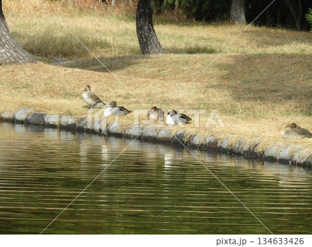 海浜公園で日向ぼっこをするオナガガモ 134633426