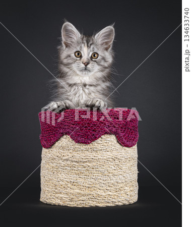 Polydactyl cat kitten on black background 134633740
