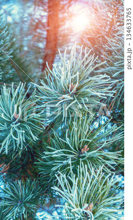 Pine branches covered with rime. Nature winter background. Winter nature. Snowy forest. Christmas background. Vertical banner Pine branches covered with rime. Nature winter background. Winter nature. Snowy forest. Christmas background. Vertical banner 134633765