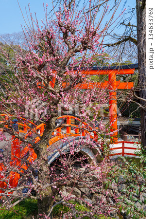 下鴨神社 光琳の梅 下鴨神社 光琳の梅 134633769