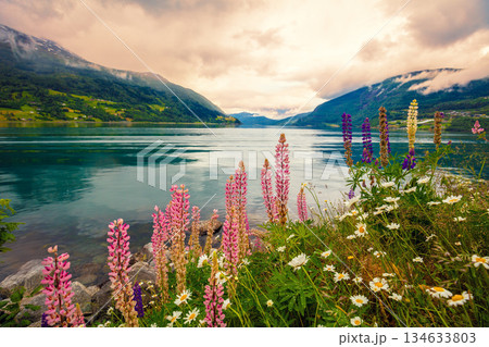 View of the fjord on a cloudy day. Rocky shore with wildflowers in the foreground. Innvikfjorden. Vew from Kraka Parking. Beautiful nature of Norway View of the fjord on a cloudy day. Rocky shore with wildflowers in the foreground. Innvikfjorden. Vew from Kraka Parking. Beautiful nature of Norway 134633803