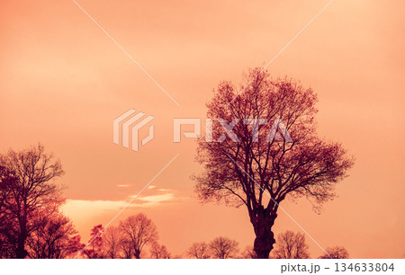 Morning in the countryside. Trees without leaves in early spring Morning in the countryside. Trees without leaves in early spring 134633804