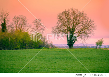 Morning in the village. Field with young green grass and trees without leaves in early spring 134633809